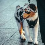 How to Train Your Pet to Be Comfortable Around Strangers