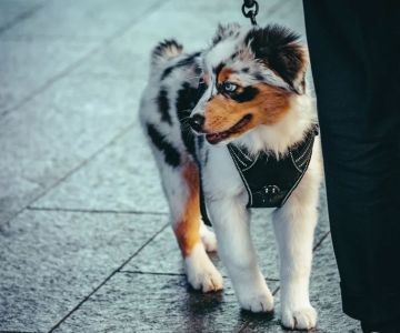 How to Train Your Pet to Be Comfortable Around Strangers