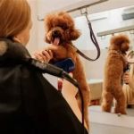 The Benefits of Regular Grooming for Your Pet's Health