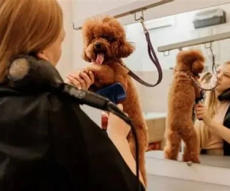 The Benefits of Regular Grooming for Your Pet's Health