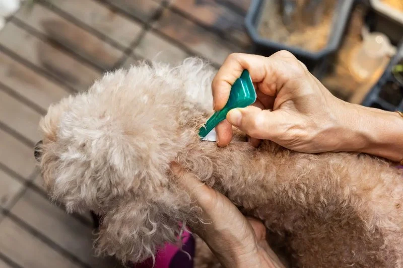 How to Choose the Best Flea and Tick Prevention for Your Pet