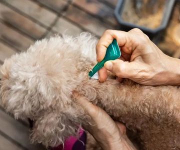 How to Choose the Best Flea and Tick Prevention for Your Pet