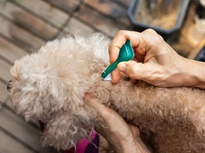 How to Choose the Best Flea and Tick Prevention for Your Pet
