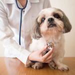 Understanding Pet Breeds and Their Unique Health Considerations