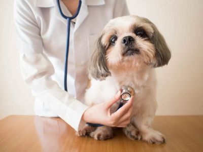 Understanding Pet Breeds and Their Unique Health Considerations