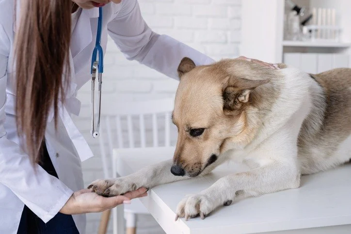 How to Help Your Pet Cope with Anxiety During Vet Visits