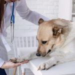 How to Help Your Pet Cope with Anxiety During Vet Visits