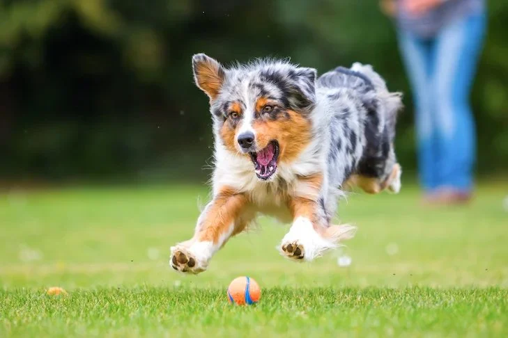 The Benefits of Regular Exercise for Your Pet's Overall Health: Why It's Essential