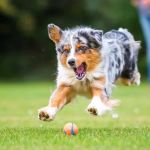 The Benefits of Regular Exercise for Your Pet's Overall Health: Why It's Essential