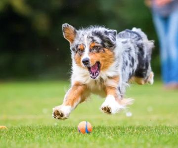 The Benefits of Regular Exercise for Your Pet's Overall Health: Why It's Essential