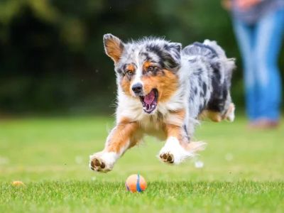 The Benefits of Regular Exercise for Your Pet's Overall Health: Why It's Essential