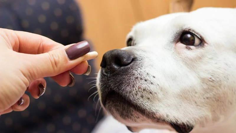 How to Choose the Best Pet Supplements for Joint Health