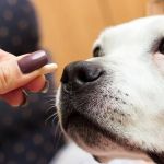How to Choose the Best Pet Supplements for Joint Health