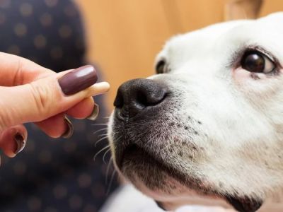 How to Choose the Best Pet Supplements for Joint Health