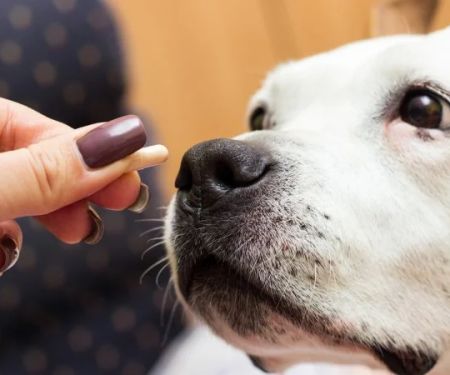 How to Choose the Best Pet Supplements for Joint Health