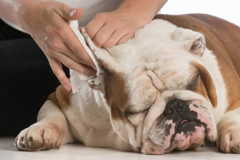 How to Safely Clean Your Pet’s Ears and Prevent Infections: Expert Tips