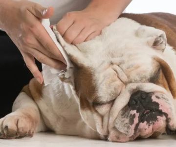 How to Safely Clean Your Pet’s Ears and Prevent Infections: Expert Tips