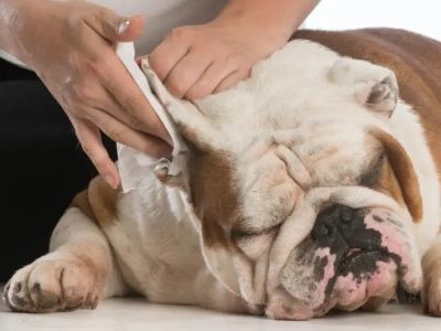 How to Safely Clean Your Pet’s Ears and Prevent Infections: Expert Tips