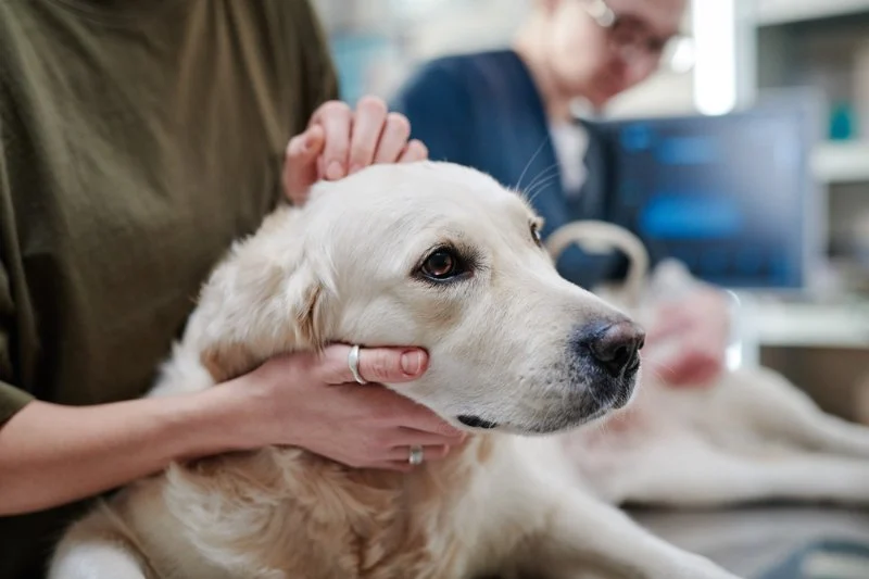 How to Spot Early Signs of Cancer in Pets and What to Do Next
