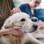 How to Spot Early Signs of Cancer in Pets and What to Do Next