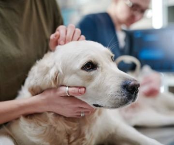 How to Spot Early Signs of Cancer in Pets and What to Do Next