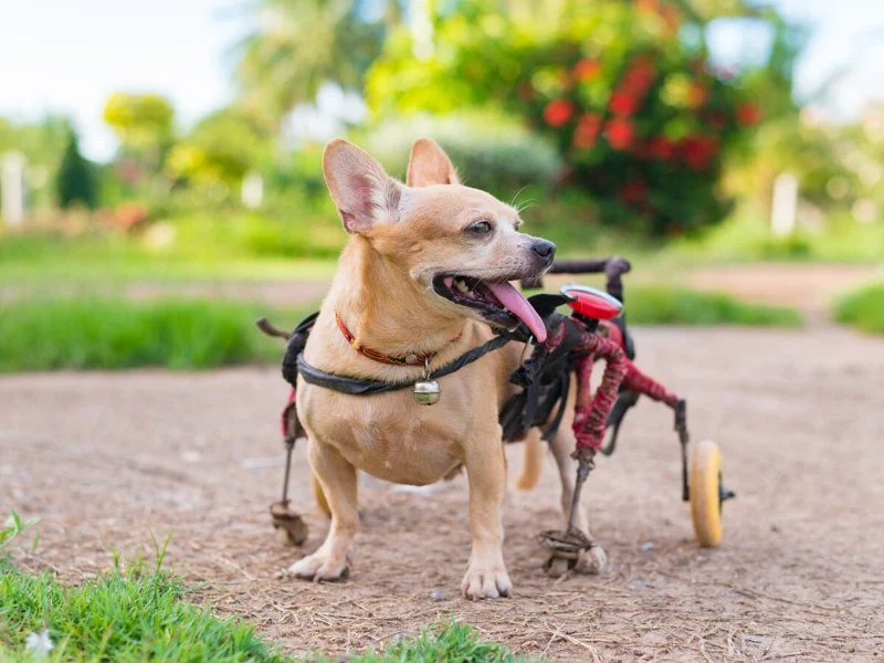 How to Care for Pets with Special Medical Needs | Expert Tips for Pet Owners