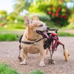 How to Care for Pets with Special Medical Needs | Expert Tips for Pet Owners