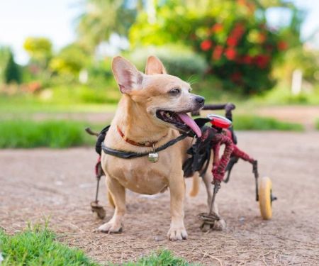 How to Care for Pets with Special Medical Needs | Expert Tips for Pet Owners
