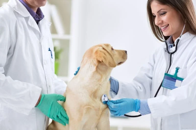 Why Regular Vet Checkups Are Essential to Preventing Pet Diseases