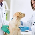 Why Regular Vet Checkups Are Essential to Preventing Pet Diseases