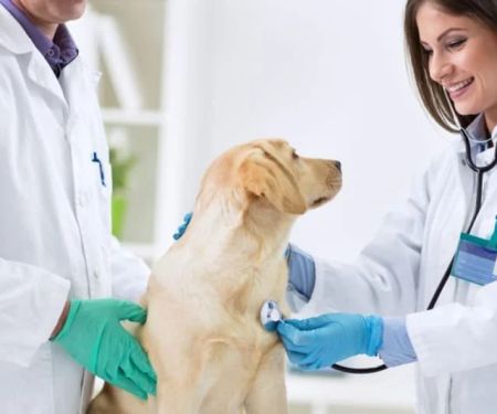 Why Regular Vet Checkups Are Essential to Preventing Pet Diseases