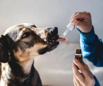 How to Recognize and Treat Common Pet Diseases: A Guide for Pet Owners