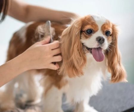How to Keep Your Pet’s Coat Free from Tangles and Mats