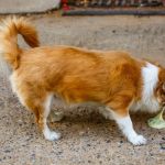 How to Spot and Treat Vomiting in Dogs