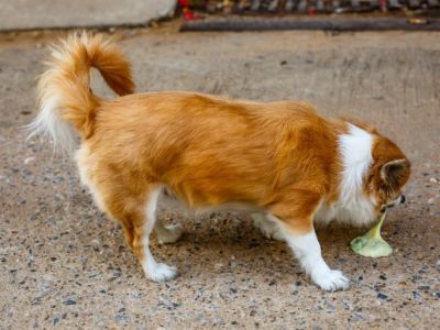 How to Spot and Treat Vomiting in Dogs