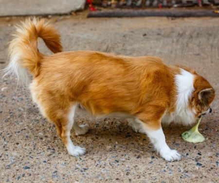 How to Spot and Treat Vomiting in Dogs