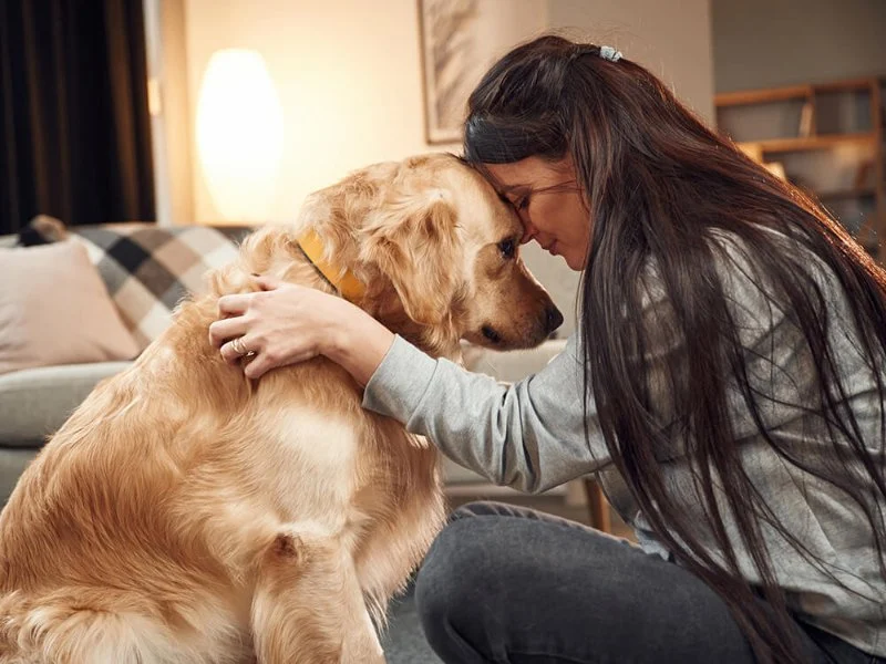 How to Help Your Pet Adjust to Life After Losing a Companion