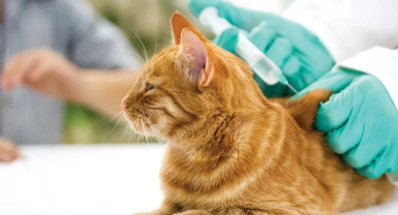 How to Provide Care for Your Pet with Diabetes