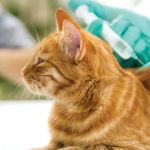 How to Provide Care for Your Pet with Diabetes