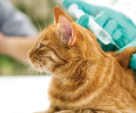 How to Provide Care for Your Pet with Diabetes