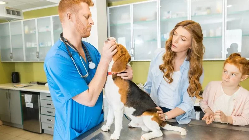 How to Choose the Right Vet for Your Pet's Specific Needs