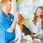 How to Choose the Right Vet for Your Pet's Specific Needs