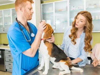 How to Choose the Right Vet for Your Pet's Specific Needs