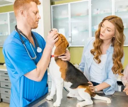 How to Choose the Right Vet for Your Pet's Specific Needs