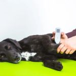 How to Recognize and Treat Autoimmune Diseases in Pets