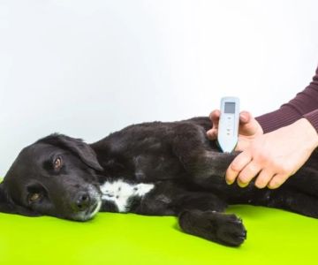 How to Recognize and Treat Autoimmune Diseases in Pets