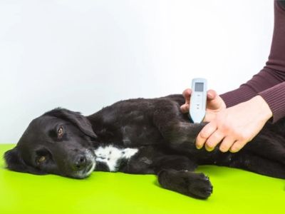 How to Recognize and Treat Autoimmune Diseases in Pets