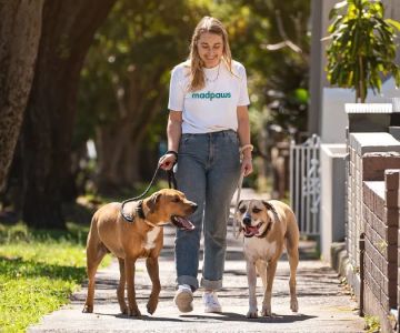 The Importance of Regular Exercise for Senior Pets