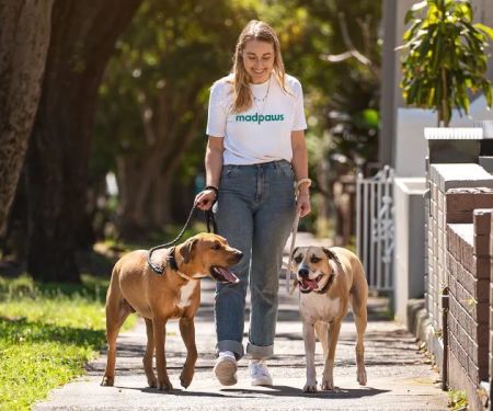 The Importance of Regular Exercise for Senior Pets