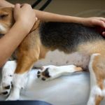 How to Spot and Treat Hip Dysplasia in Dogs: A Complete Guide